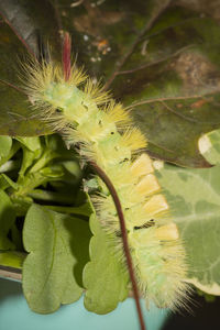 Close-up of plant