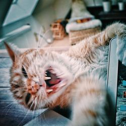 Close-up of angry cat on table with digital tablet