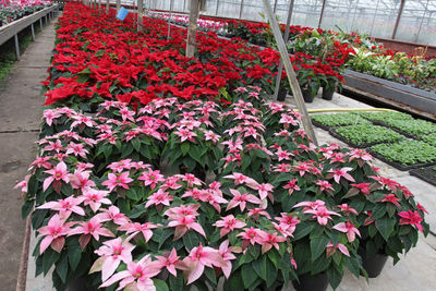 Close-up of red flowering plants in greenhouse