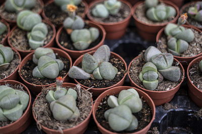 High angle view of potted plants