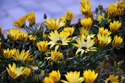 Close-up of yellow flowering plants on field