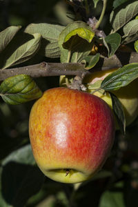 Close-up of apple on tree