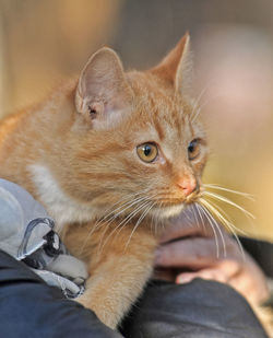 Close-up of hand holding cat