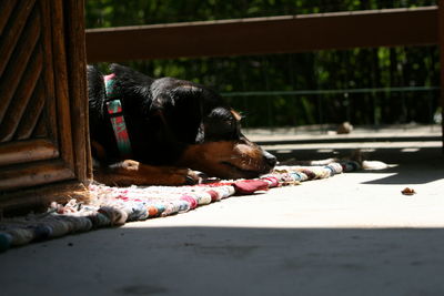 Close-up of dog lying on floor