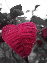 Close-up of red flower