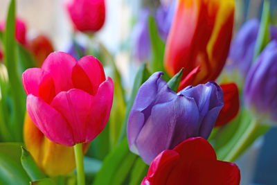 Close-up of purple tulips