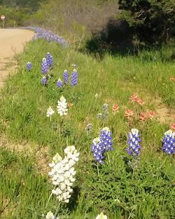 Purple flowers blooming in field