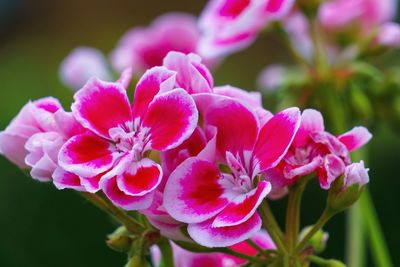 Close-up of pink flowers blooming outdoors