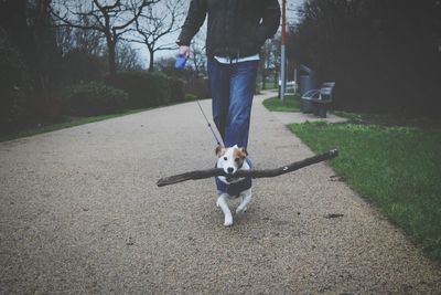 Low section of man walking with jack russell terrier on footpath in park