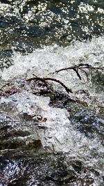 High angle view of turtle in water