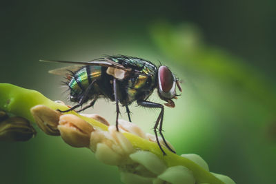 Close-up of insect on flower