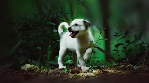 Smiling puppy