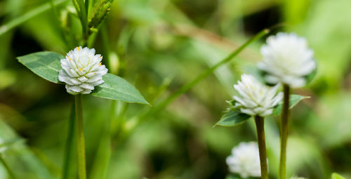 Close-up of white flowering plant