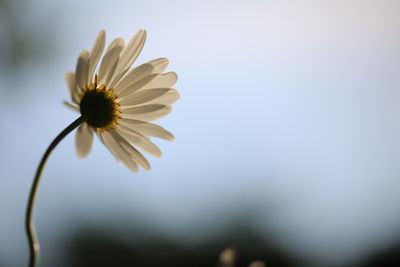 Close-up of yellow cosmos flower blooming outdoors