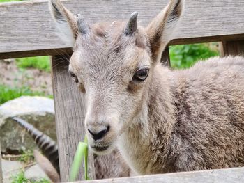 Close-up portrait of a horse