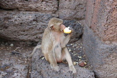 Monkey eating corns sitting stone wall