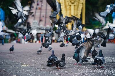 Close-up of birds on street