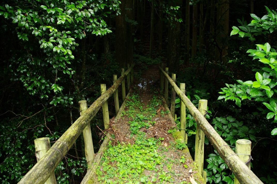 the way forward, wood - material, tree, forest, footbridge, railing, growth, tranquility, plant, wooden, diminishing perspective, nature, wood, boardwalk, narrow, green color, bridge - man made structure, walkway, vanishing point, tranquil scene