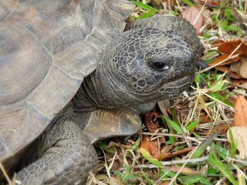 Close-up of a turtle in a field