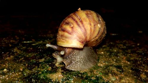 Close-up of snail