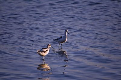 Ducks on a lake