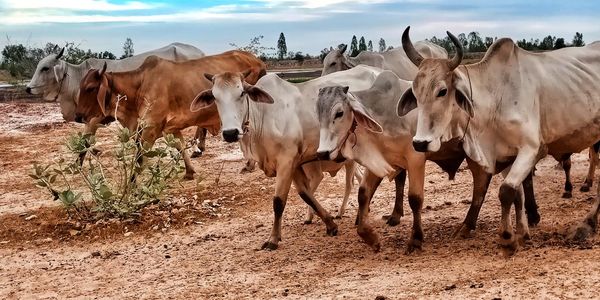 Cows standing in a field