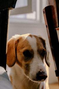 Close-up portrait of a dog looking away