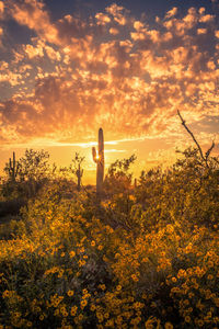 View of flowering plants on field during sunset