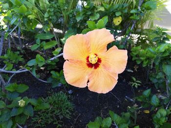 Close-up of a flower