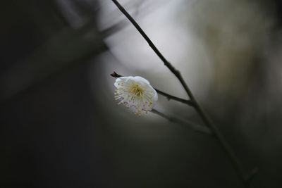 Close-up of white flowers