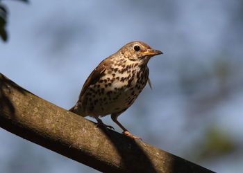 Bird perching on a branch