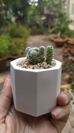 Close-up of person holding potted plant