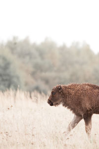 Calf standing on field