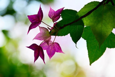 Close-up of bougainvillea plant