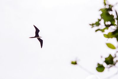 Low angle view of bird flying against clear sky