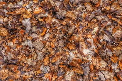 Detail shot of autumnal leaves as background