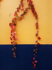 Close-up of plant against wall