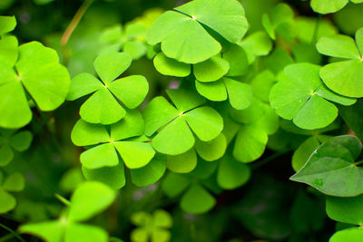 Close-up of green leaves