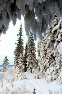 Trees in forest during winter