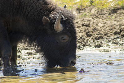 Bison drinking water.