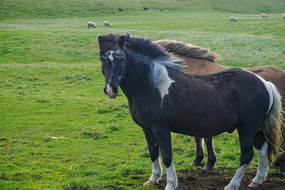 Horse standing in a field