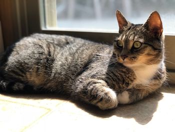 Close-up portrait of a cat