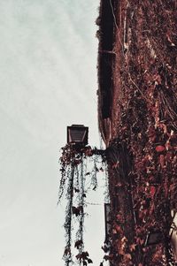 Low angle view of icicles on tree by building against sky