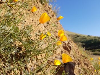 Close-up of yellow flowers growing in field