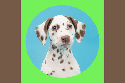 Portrait of dog against gray background