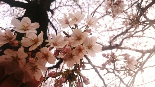 Low angle view of flowers blooming on tree