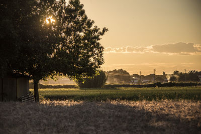 Trees on field against sky during sunset