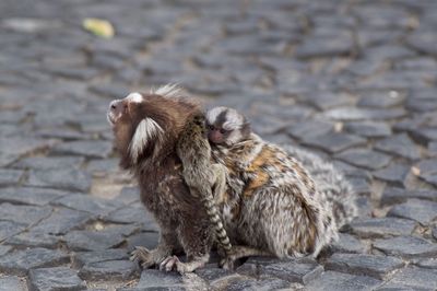 Monkey on ground