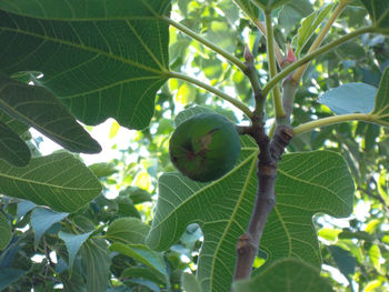 Low angle view of fruit growing on tree