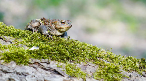 Close-up of a lizard on rock